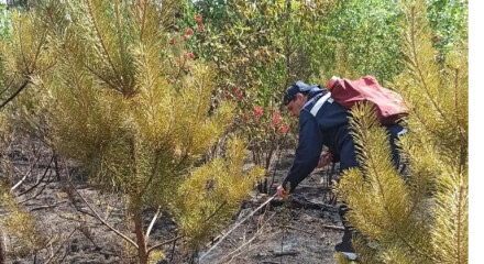 В Калужской области за выходные ликвидировали три лесных пожара