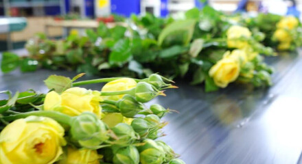 «Калужский цветочный холдинг» делает производство по-настоящему бережливым