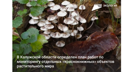 В Калужской области определен план работ по мониторингу отдельных «краснокнижных» объектов растительного мира